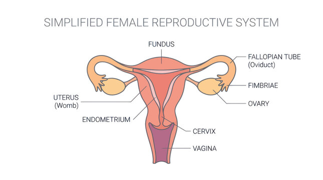 Simplified Diagram of the Female Reproductive System with Labels