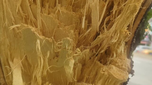 Close up of broken tree trunk texture with fibrous wood chips splintered