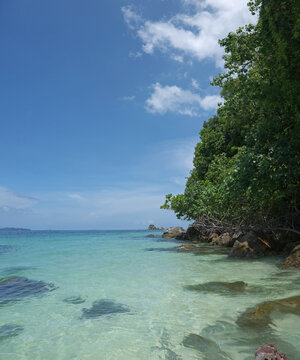 Lush green jungle trees hanging over a rocky shore with crystal clear sea at Koh Khai Nai