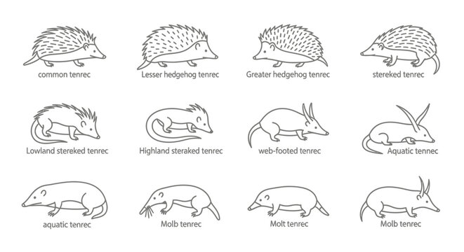 Illustrated line art of tenrecs a variety of species posed in profile