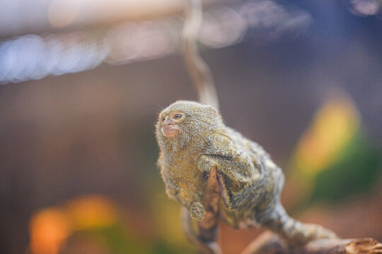Pygmy Marmoset Perched on a Tree Branch with Soft Bokeh Background