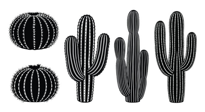 Black and white cactus illustrations