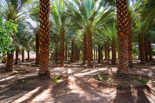 Dense grove of date palm trees with traditional irrigation system in the oasis of AlUla, Saudi Arabia