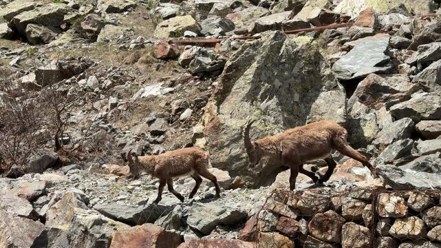 Alpine Ibex and Young Kid Walking Across Mountain Road in Italy