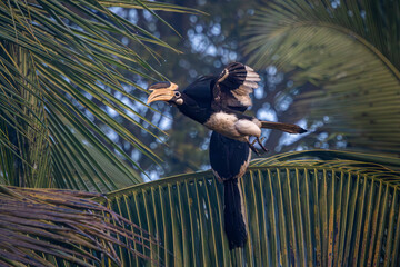 A pair of Malabar Pied Hornbill in action, Dandeli, Karnataka, India © santosh