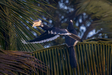 Malabar Pied Hornbill in flight, Dandeli, Karnataka, India © santosh