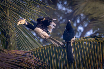 A pair of Malabar Pied Hornbill in action, Dandeli, Karnataka, India © santosh