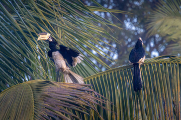 A pair of Malabar Pied Hornbill in action, Dandeli, Karnataka, India © santosh