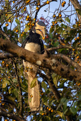 Malabar Pied Hornbill eating fruits and berries, Dandeli, Karnataka, India © santosh