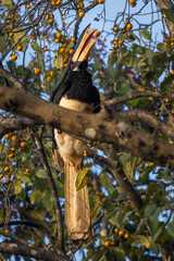 Malabar Pied Hornbill eating fruits and berries, Dandeli, Karnataka, India © santosh