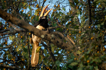 Malabar Pied Hornbill eating fruits and berries, Dandeli, Karnataka, India © santosh