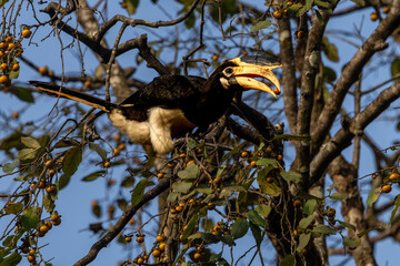 Malabar Pied Hornbill eating fruits and berries, Dandeli, Karnataka, India © santosh