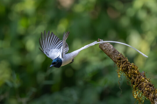 Indian paradise flycatcher (male) in flight, Dandeli, Karnataka, western ghats, India 