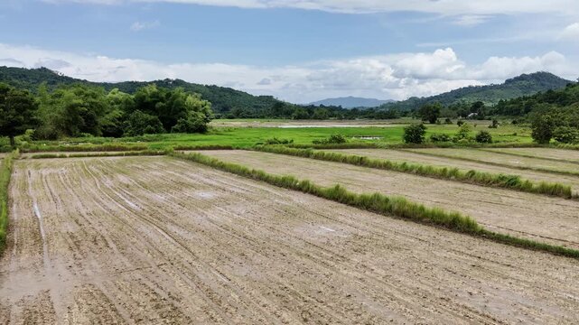 Push-in, knee-level low-angle drone shot flying over a planted rice field in Poblacion, Taytay, Palawan, Philippines. The immersive movement highlights the textures of the paddy rows