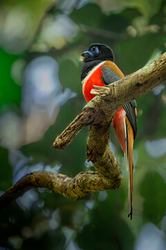 Malabar Trogon perched on a branch, Dandeli, Karnataka, Western Ghats, India