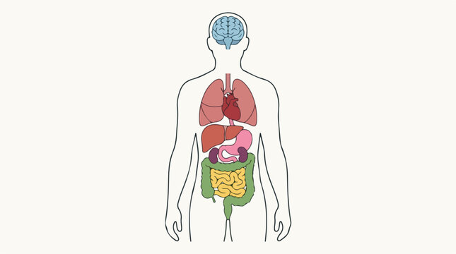 An illustration depicting the internal organs of a human body, showcasing the brain, heart, lungs, liver, kidneys, and digestive system for educational or medical purposes