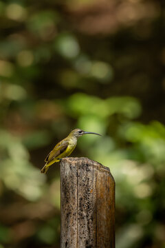 Spider hunter sitting on a branch drinking water, Dandeli, Karnataka, India, western ghats, birds