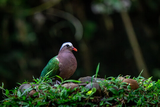 Emerald dove in beautiful light, western ghats, Dandeli, Karnataka, India 