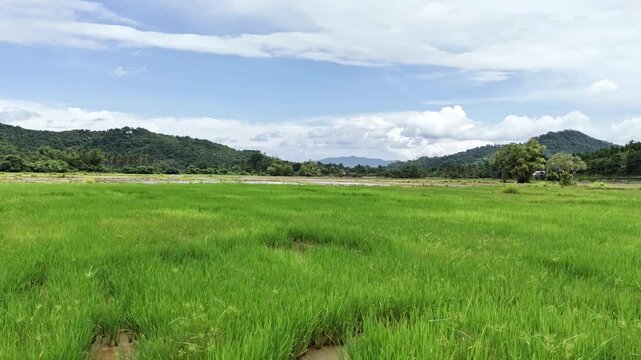 Push-in, knee-level low-altitude drone shot flying over freshly planted rice paddies in Poblacion, Taytay, Palawan, Philippines. The drone glides just above the rows of young green crops