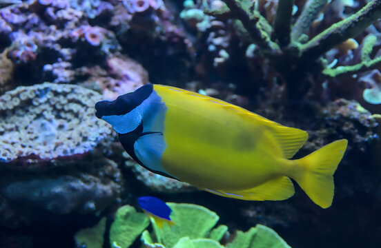 Bright yellow foxface rabbitfish swimming by corals.