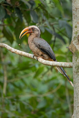 Malabar Grey Hornbill closeup, Western Ghats, Karnataka, Dandeli, India © santosh