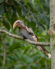 Malabar Grey Hornbill closeup, Western Ghats, Karnataka, Dandeli, India © santosh