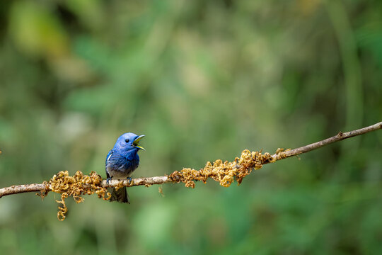 Small bird black naped monarch in flight, dandeli, karnataka, western ghats, india