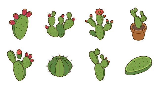Isometric green nopal cactus vector collection featuring potted desert succulent plants with red blooming flowers prickly pear fruits and sliced pad isolated on white background.