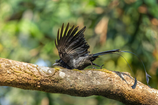 Black bird Rakettail drongo in action, Dandeli, Karnataka, India