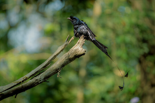 Black bird Rakettail drongo in action, Dandeli, Karnataka, India