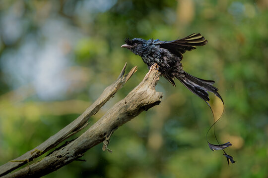 Black bird Rakettail drongo in action, Dandeli, Karnataka, India