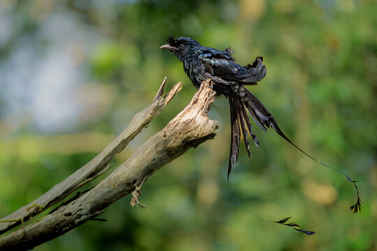 Black bird Rakettail drongo in action, Dandeli, Karnataka, India