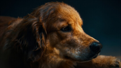 Obraz premium portrait of a golden retriever