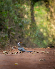Malabar Grey Hornbill mud-bath, Western Ghats, Karnataka, Dandeli, India © santosh