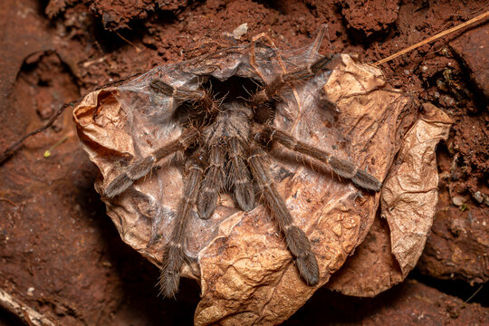 Baby tarantulas in its burrow, Dandeli, Karnataka, Western Ghats, India	