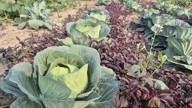 Mixed Vegetable Intercropping with Cabbage Rows and Red Amaranth Crops