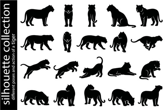 Tiger Silhouette Collection: A comprehensive collection of tiger silhouettes showcasing the animal in various dynamic poses, from stalking and pouncing to resting and walking.