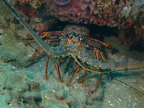 lobster on the beach