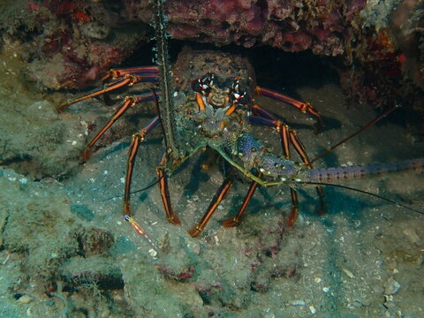 lobster on the beach