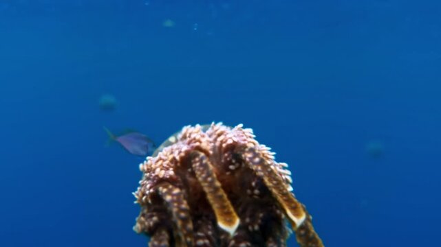Stingless jellyfish, Mastigias papua, drifting in blue water at Sohoton Jellyfish Sanctuary in the Philippines, showing tropical marine wildlife.