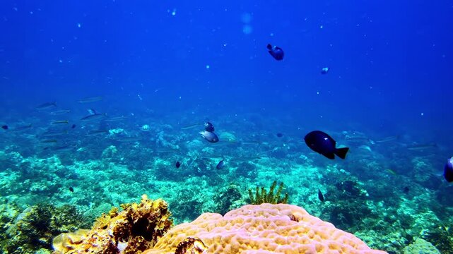 Tropical reef fish, including colorful parrotfish and dark damselfish, swimming over coral in clear blue water, showing vibrant marine biodiversity.