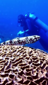A curious lizardfish rests on intricate brain coral while a diver observes in the background. Captures marine life interaction, ideal for educational content or marine biology studies.