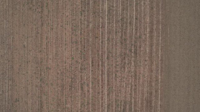 Agricultural terrain in the Po Valley, Italy, silty waterlogged soil, tractor seeding rows, drainage imbalance and patchy winter cereal sprouting after seasonal rainfall, top down aerial slide