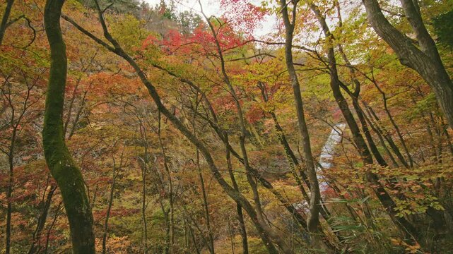 紅葉が美しい秋の秋保大滝 Akiu Great Falls in autumn, when the autumn leaves are beautiful.