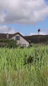 Green grass waving in the wind near a rural country house in the fields of Shetland Scotland