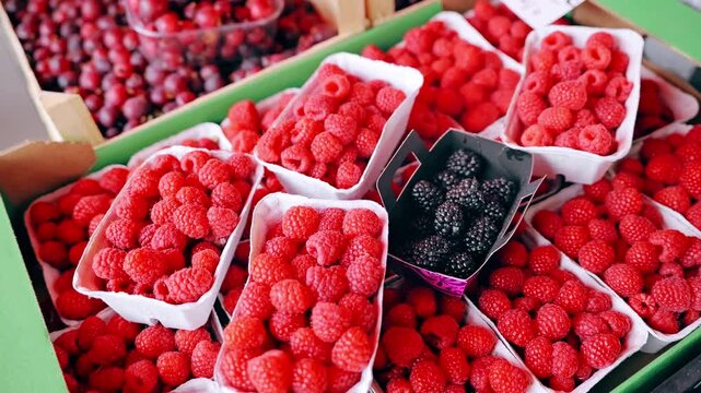Colorful berry harvest highlights nutrition, agriculture and sustainable sourcing