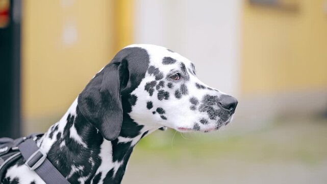 Faithful canine companion symbolizes care, trust and modern pet lifestyles today