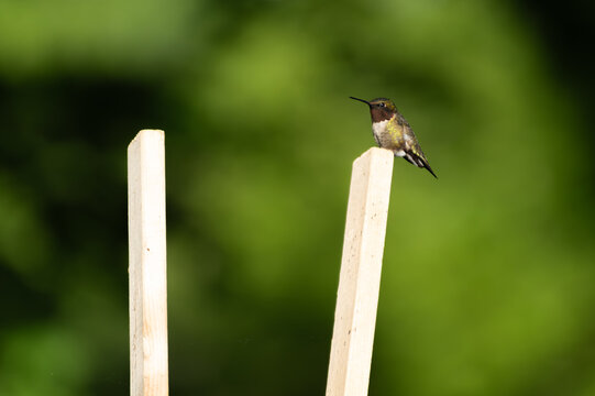 Ruby-throated hummingbird - Archilochus colubris
