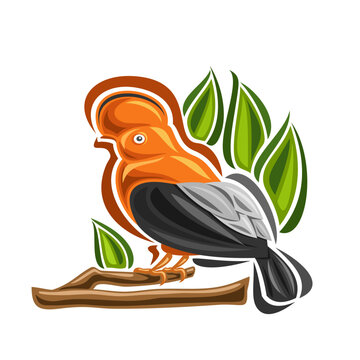 Vector illustration of Andean Cock-of-the-rock
