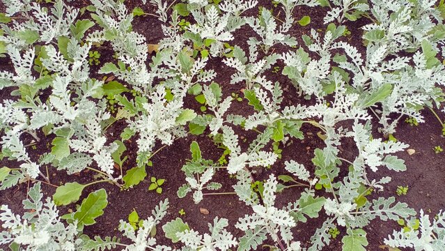 Silver Dusty Miller Plants and Green Leaves Growing in Dark Garden Soil - Top View Texture